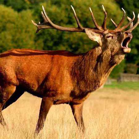 Grande Maison Cozy, Sud, 15 Min Francorchamps Tatil Evi